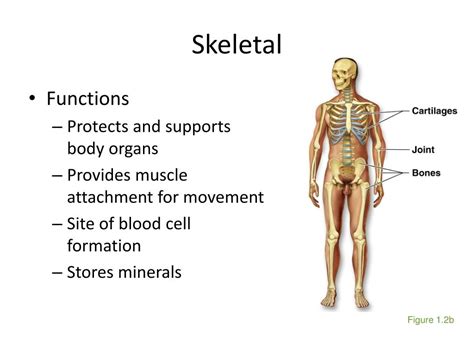 Ppt Chapter 1 The Human Body An Orientation Powerpoint Presentation Id 1893457