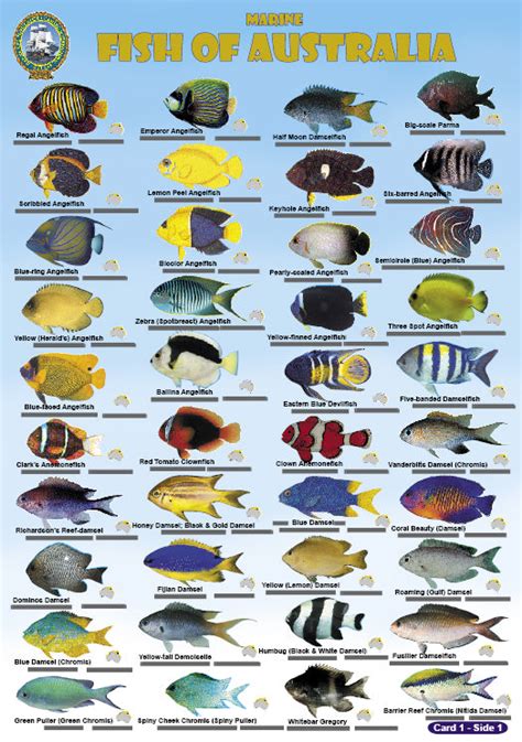 Divers Fish Cards Slates Australia And Great Barrier Reef Fg022