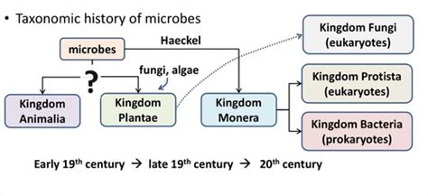 Microbio Ch Flashcards Quizlet