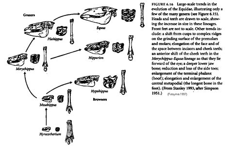 TEXTBOOK FRAUD: Hyracotherium "dawn horse" eohippus, mesohippus, meryhippus