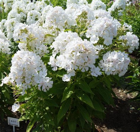 Phlox Paniculata White Flame Garden Phlox Dmf Gardens