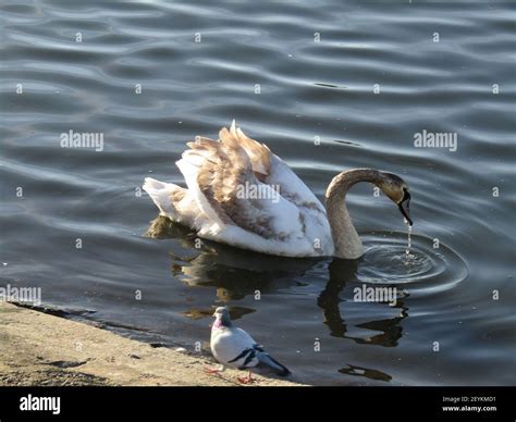 Southport,uk Tourists attractions in Southport Stock Photo - Alamy