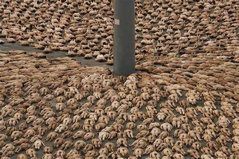 Spencer Tunick Photography Spencer Tunick Nude Art Spencer Tunic