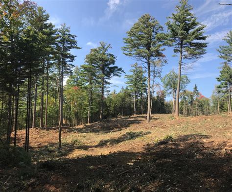 Forestry Friday: Before & After a Timber Harvest | Forest Society