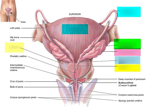 Epididymis And Vas Deferens Diagram Quizlet