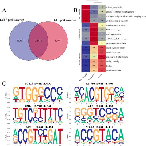 Figure 3 From Integrating Atac Seq And Rna Seq Reveals The Dynamics Of