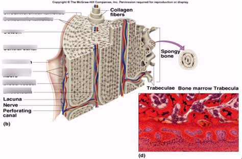 Bone Tissue Diagram | Quizlet