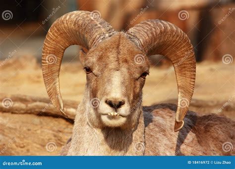 The Portrait Of A Goat With Big Horns Stock Photo Image Of Knees