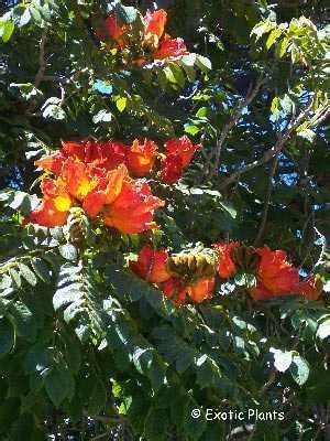 Spathodea campanulata - african tulip tree seeds