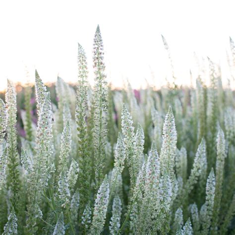 Mignonette White Mignonette Floret Flower Farm