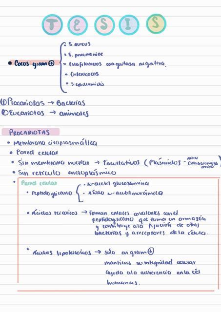 Bacterias Gram Positivas Y Gram Negativas Patu Mg Udocz