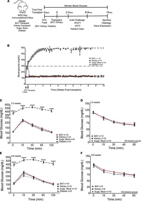 Jci Insight Islet Transplantation Into Brown Adipose Tissue Can Delay