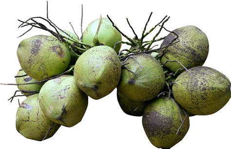 Download Fresh Green Coconuts Clusterpng