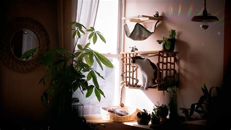 DIY Cat Jungle with Pet-Friendly Plants