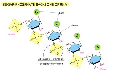 Ligação Fosfodiester - Ligacao Fosfodiester No Dna DNA: Resumo, Função, Estrutura,