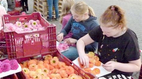 Blütenfest in Wiesmoor So kommen Blüten zum Fest Ostfriesen Zeitung