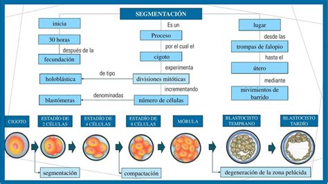Res Menes De Desarrollo Embrionario Descarga Apuntes De Desarrollo