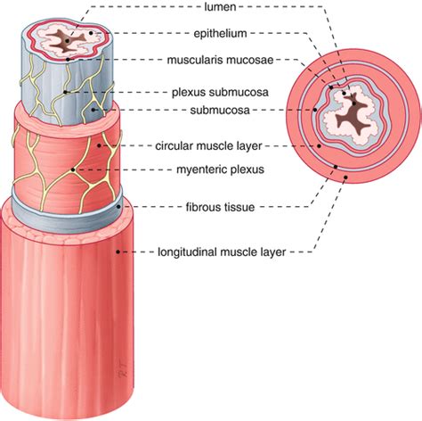 Functional Anatomy And Physiology Abdominal Key