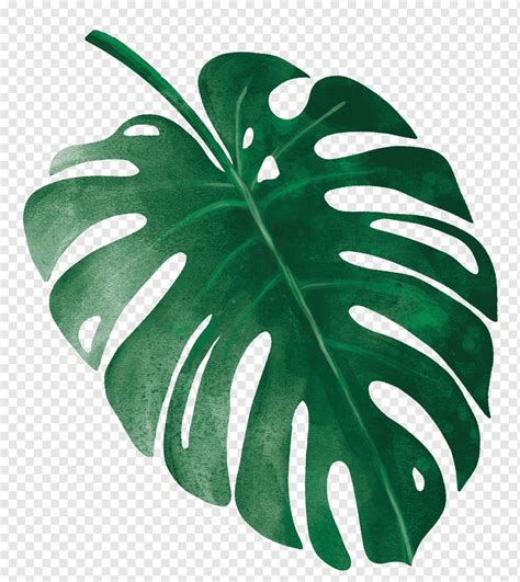 Tropical Rainforest Plants Drawings