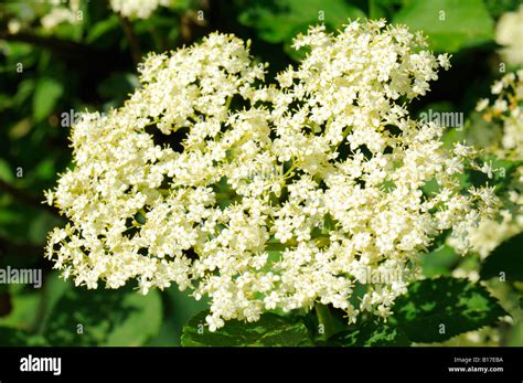 Ground Elder Aegopodium Podagraria Stock Photo Alamy