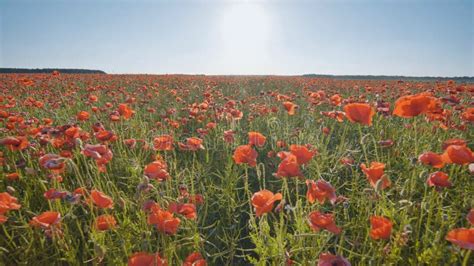 A Large Field of Red Poppy Flowers at Sunset. Smooth Movement. Stock Photo - Image of background ...