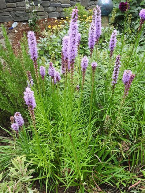 Liatris Spicata Blazing Star Blazing Stars Dense Blazing Star Dense