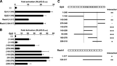 Figure 1 From G Protein β Interacts With The Glucocorticoid Receptor