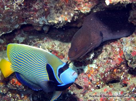 Poisson Ange Empereur Pomacanthus Imperator Bioobs