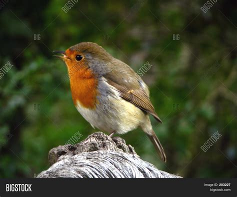 Red Robin Image & Photo (Free Trial) | Bigstock