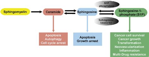 Figure 1 from The sphingosine kinase‐1/sphingosine‐1‐phosphate axis in ...