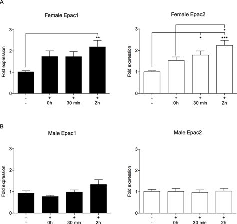 Epac And Epac Mrna Levels Are Increased In Wild Type Female Mice