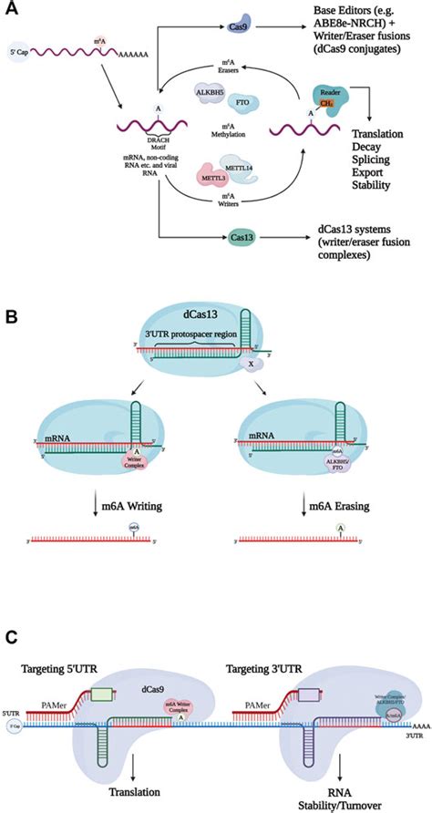 Frontiers The Basis And Promise Of Programmable RNA Editing And