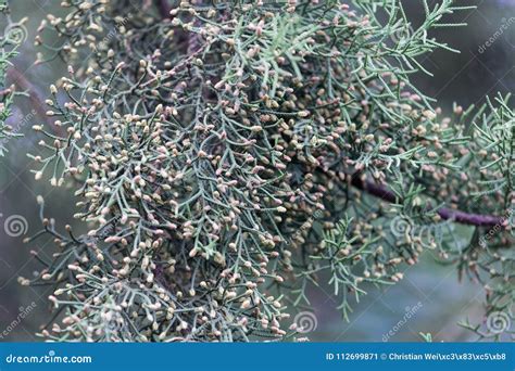 Male Cones of a Cupressus Lusitanica Stock Image - Image of outdoor ...