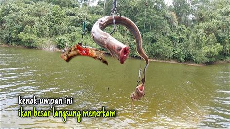 PECAH REKOR Tercium Amisnya Umpan Ikan Toman Raksasa Langsung Nyambar