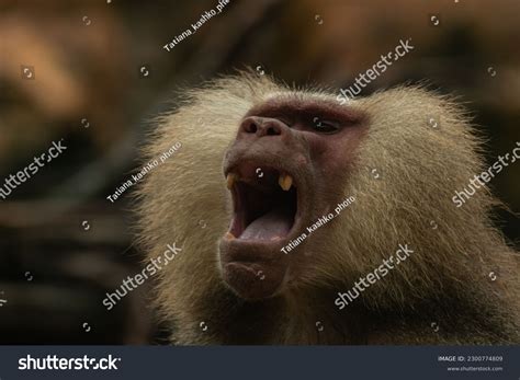 Baboon Showing Teeth Images: Browse 115 Stock Photos & Vectors Free ...