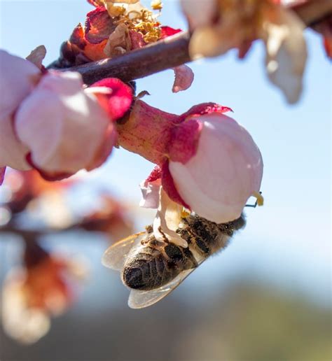 A Abelha Poliniza A Flor De Damasco Espalhando O Fungo Monilia Por