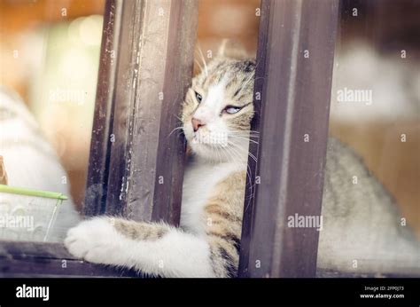 Katze versucht aus dem Gefängnis hinter dem Fenster zu entkommen