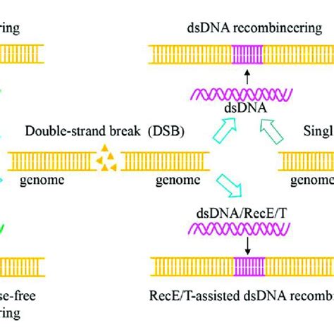 Mechanism Of CRISPR Cas9 And CRISPR Cas9 D10A Mediated Genome Editing