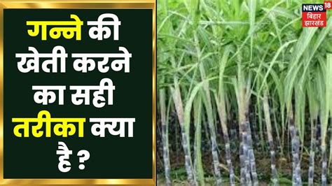 Annadata गन्ना की खेती कैसे करें यहां जानें Sugarcane Farming In