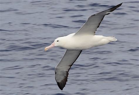 Albatros Real Del Sur Diomedea Epomophora Southern Royal Flickr