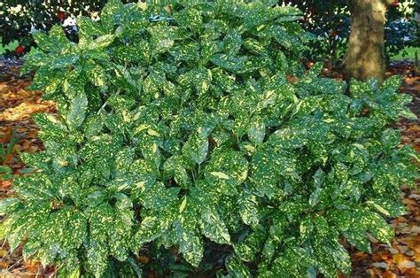 Evergreen Shrubs For Shade Top 17 Choices Plantingtree Shade Loving Shrubs Evergreen