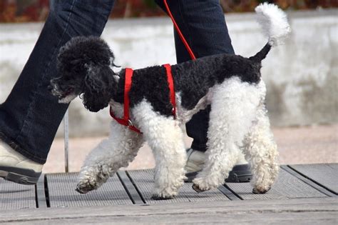 Cómo enseñar a un perro a pasear sin tirar de la correa Mundo Perros