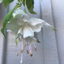 Fuchsia Pink Marshmallow – Greendream – Växter, Buskar och Trädgård