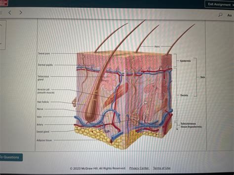 AHS Ch 5 Integumentary System Flashcards Quizlet