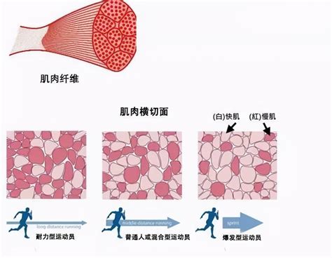 苏炳添9秒83百米决赛1黄7黑黄种人能否突破黑人的封锁 长跑 黑人 肌纤维 新浪新闻