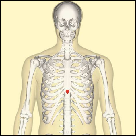 Xiphoid Process Pain: Causes, Symptoms, & Treatments - YouMeMindBody