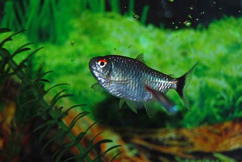 Red Eye Tetra Care Guide Your Aquarium Place