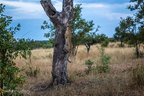 Leopard in a Tree. - Ballito Photography