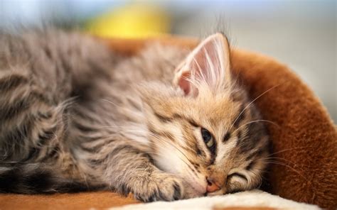 🔥 [50+] Sleepy Kittens Wallpapers | WallpaperSafari