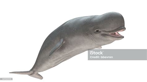 Beluga Whale Smiling Side View Isolated On White Background Ready